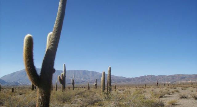 Voyage sur-mesure, Parc National Los Cardones